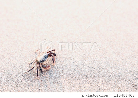 Crab walking on the beach Crab walking on the beach 125495403