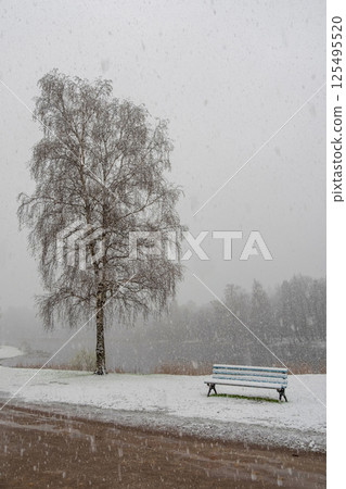 birch tree and bench during a sudden snowfall birch tree and bench during a sudden snowfall 125495520