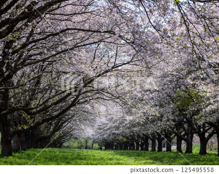 Cherry Blossom Tunnel at Shizukuishigawa Park in Iwate Prefecture Cherry Blossom Tunnel at Shizukuishigawa Park in Iwate Prefecture 125495558