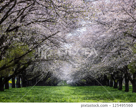 岩手縣雫石川公園的櫻花隧道 125495560