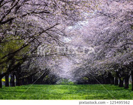 Cherry Blossom Tunnel at Shizukuishigawa Park in Iwate Prefecture Cherry Blossom Tunnel at Shizukuishigawa Park in Iwate Prefecture 125495562