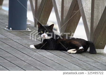 A cat staring at you 125495722