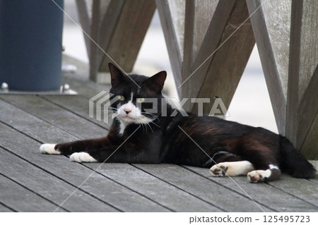 A cat staring at you 125495723