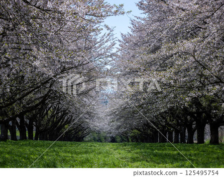 Mizusawa Racecourse cherry blossom tunnel in Iwate Prefecture 125495754