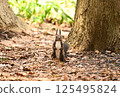 Standing squirrel 125495824