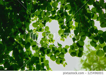 Leaves transparent to light 125496001
