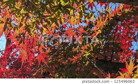Maple  Maple  125496063