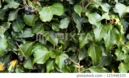 Lush green ivy with dark berries and vibrant leaves in natural setting Lush green ivy with dark berries and vibrant leaves in natural setting 125496105