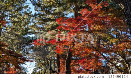 Autumn leaves 125496124