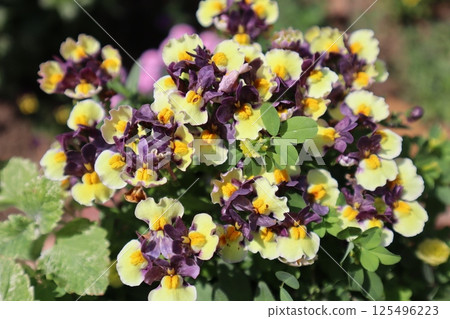 盛開的 Nemesia 花 125496223