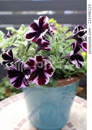 矮牽牛盆栽植物 125496224