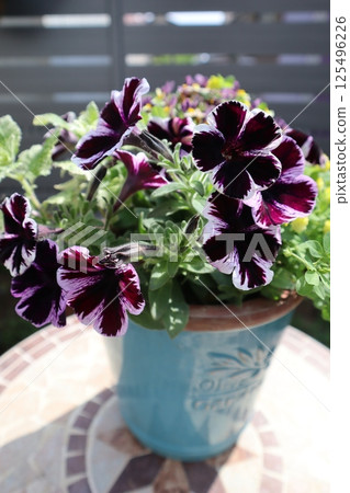矮牽牛盆栽植物 125496226