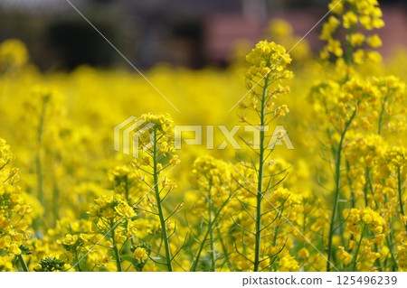 油菜花沐浴春光 油菜花沐浴春光 125496239