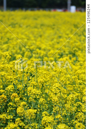 Rapeseed fields spreading all over Rapeseed fields spreading all over 125496244