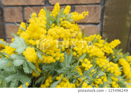 Bouquet of blooming mimosas in front of brick Bouquet of blooming mimosas in front of brick 125496249