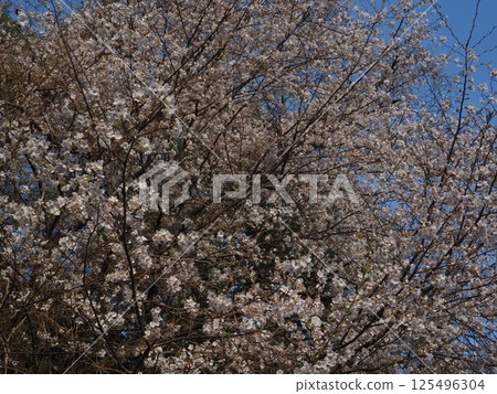 Cherry tree in full bloom Cherry tree in full bloom 125496304