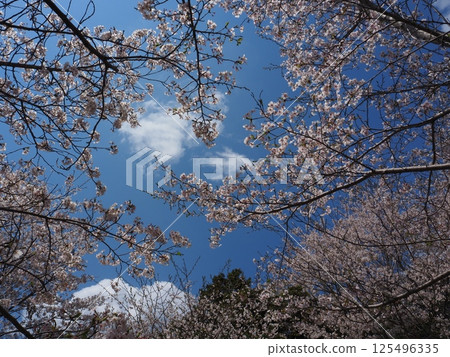 Cherry tree in full bloom Cherry tree in full bloom 125496335
