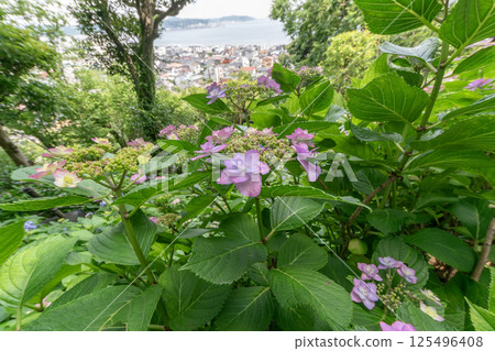 風景與繡球花 125496408