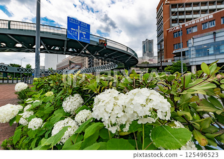 Hydrangeas seen from the footbridge Hydrangeas seen from the footbridge 125496523