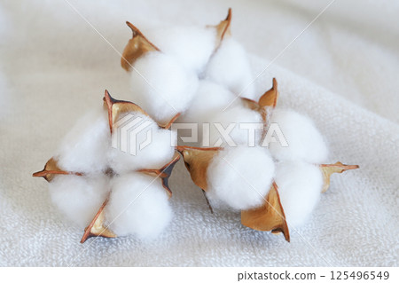 棉花花棉 125496549