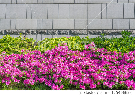 灰牆綠樹紅杜鵑花 灰牆綠樹紅杜鵑花 125496652