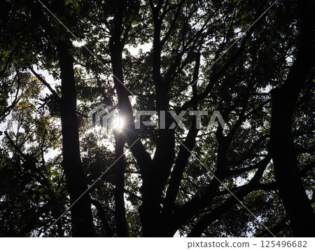 Looked up forest Looked up forest 125496682