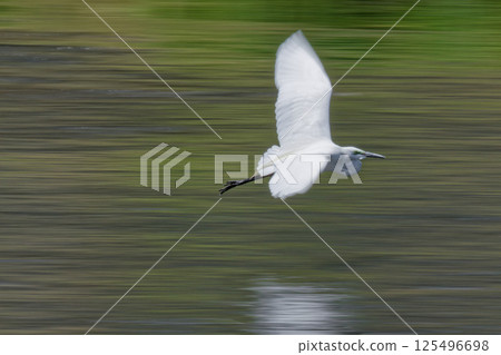 Great Egret flying over the water, panning shot Great Egret flying over the water, panning shot 125496698