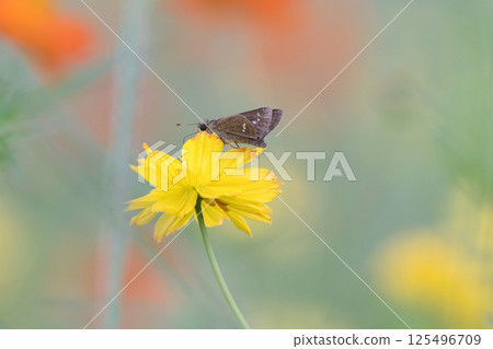 Ichimon dieselis sucking honey Ichimon dieselis sucking honey 125496709