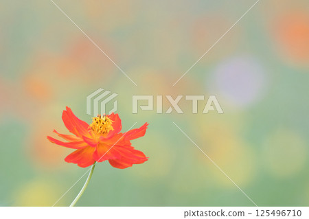 Cosmos looking up at the sky Cosmos looking up at the sky 125496710