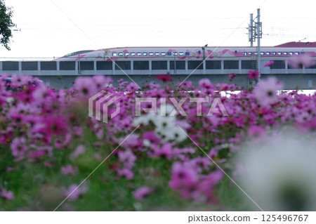 Hello Kitty bullet train passing over pink cosmos iron bridge 125496767