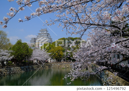 Beautiful Himeji Castle with cherry blossoms in full bloom Beautiful Himeji Castle with cherry blossoms in full bloom 125496792