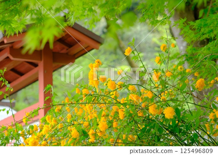 松尾大社的山吹花 松尾大社的山吹花 125496809
