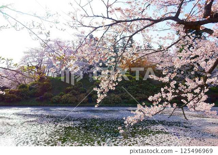 Cherry blossoms in full bloom, Hanaikada, Matsugasaki Park, Sakura, Yoshino cherry blossoms Cherry blossoms in full bloom, Hanaikada, Matsugasaki Park, Sakura, Yoshino cherry blossoms 125496969