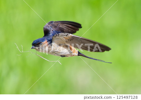 A red-rumped swallow carrying nesting material 125497128