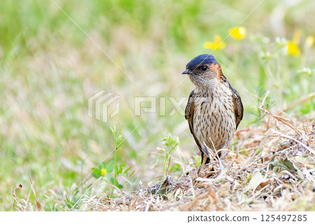 A red-rumped swallow descends to the ground to gather nesting material. 125497285