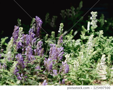 Yaburan flower in full bloom 125497500