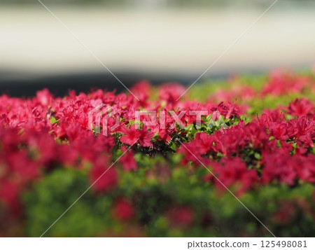 Red azalea flower Red azalea flower 125498081