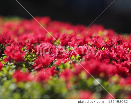 Red azalea 125498082