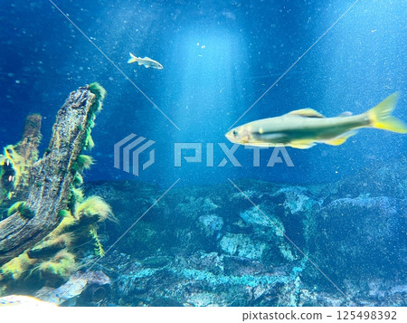 大型水族箱裡悠閒遊動的魚 125498392