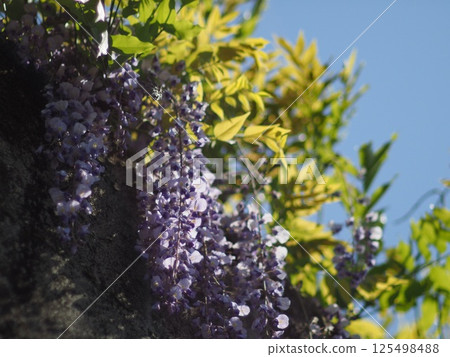 Fuji flower shines in the blue sky Fuji flower shines in the blue sky 125498488