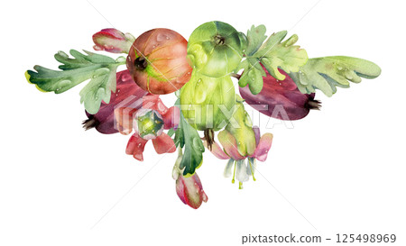 Gooseberry leaves flower buds, water dew drops, ripe garden berries Currant casseille huckleberry jostaberry, hand drawn in watercolor. Isolated boutonniere illustration. For cafe menu, farmers market Gooseberry leaves flower buds, water dew drops, ripe garden berries Currant casseille huckleberry jostaberry, hand drawn in watercolor. Isolated boutonniere illustration. For cafe menu, farmers market 125498969