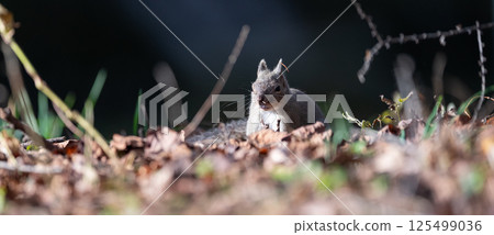 Cute Japanese squirrel 125499036