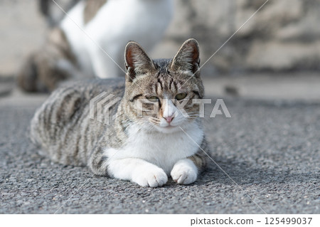 A cat relaxing at the roadside A cat relaxing at the roadside 125499037