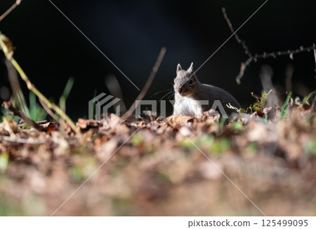 可愛的日本松鼠 125499095