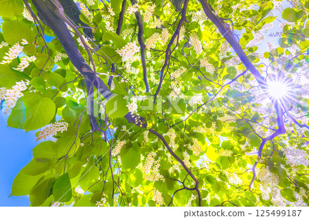日本橫濱城市景觀。白雲樹的綠白色格外引人注目。這種花的寓意是宏偉、愛的旅程和 27 日快樂的人。 日本橫濱城市景觀。白雲樹的綠白色格外引人注目。這種花的寓意是宏偉、愛的旅程和 27 日快樂的人。 125499187