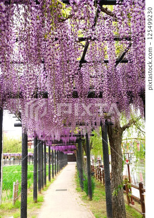 水鄉潮來紫藤節 - 富士並道風景 水鄉潮來紫藤節 - 富士並道風景 125499230