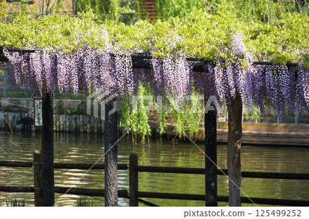 Suigou Itako Wisteria Festival - Scenery of Fujinami no Michi Suigou Itako Wisteria Festival - Scenery of Fujinami no Michi 125499252
