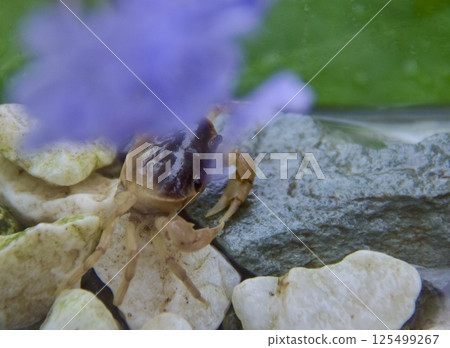 I came across a crayfish in the spring water of the park. I came across a crayfish in the spring water of the park. 125499267
