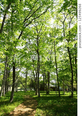A landscape of fresh greenery in Suigo Prefectural Forest, lush with young leaves 125499268