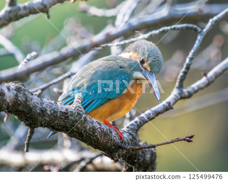Kingfisher perching on a branch 125499476